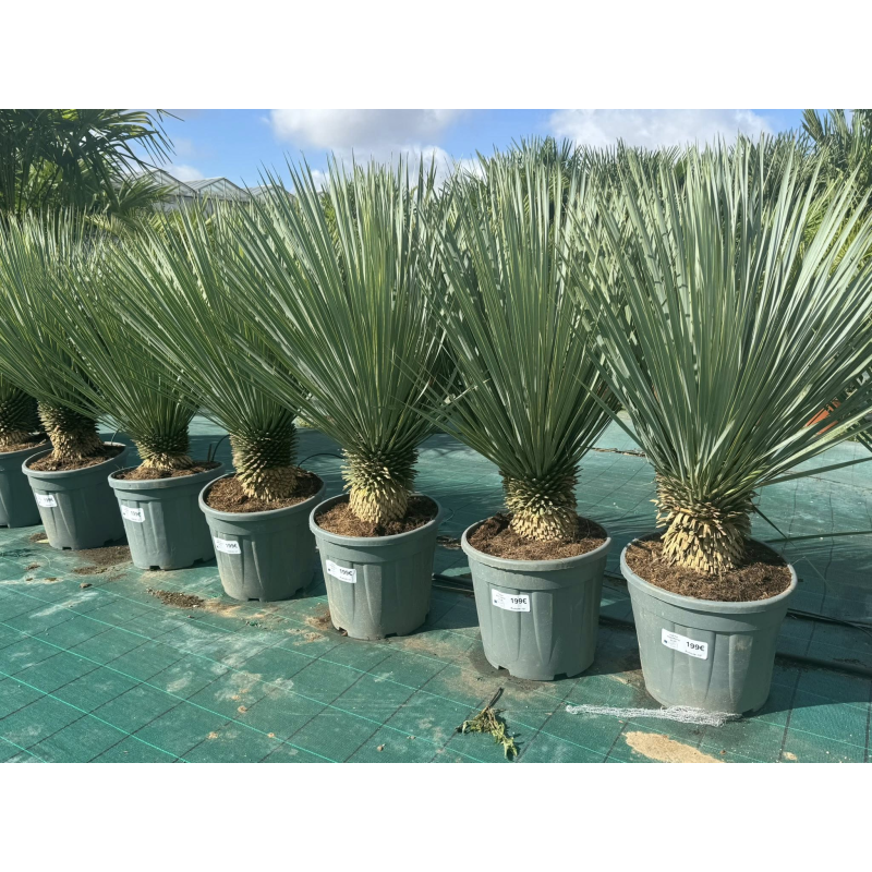 SUPERBES YUCCA ROSTRATA BLEU