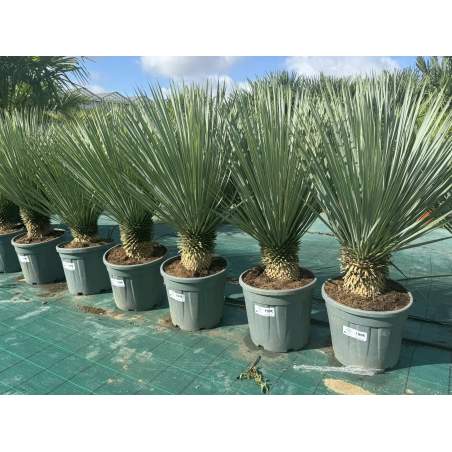 SUPERBES YUCCA ROSTRATA BLEU