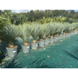 SUPERBES YUCCA ROSTRATA BLEU