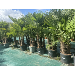 SUPERBES PALMIERS TRACHYCARPUS FORTUNEI MULTI troncs