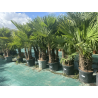 SUPERBES PALMIERS TRACHYCARPUS FORTUNEI MULTI troncs