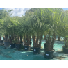 SUPERBES PALMIERS TRACHYCARPUS FORTUNEI MULTI troncs