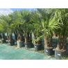 SUPERBES PALMIERS TRACHYCARPUS FORTUNEI MULTI troncs