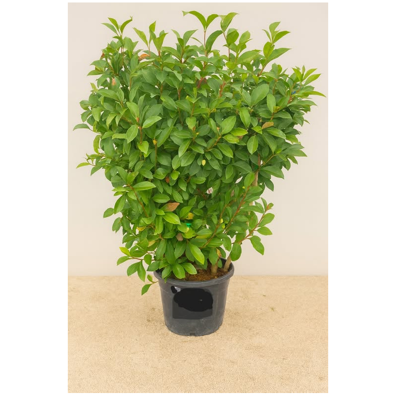 SUPERBES PHOTINIAS RED ROBIN PALISSES