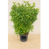 SUPERBES PHOTINIAS RED ROBIN PALISSES