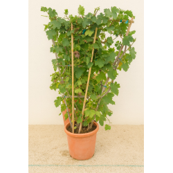 SUPERBES VIGNES MUSCAT NOIR PALISSES