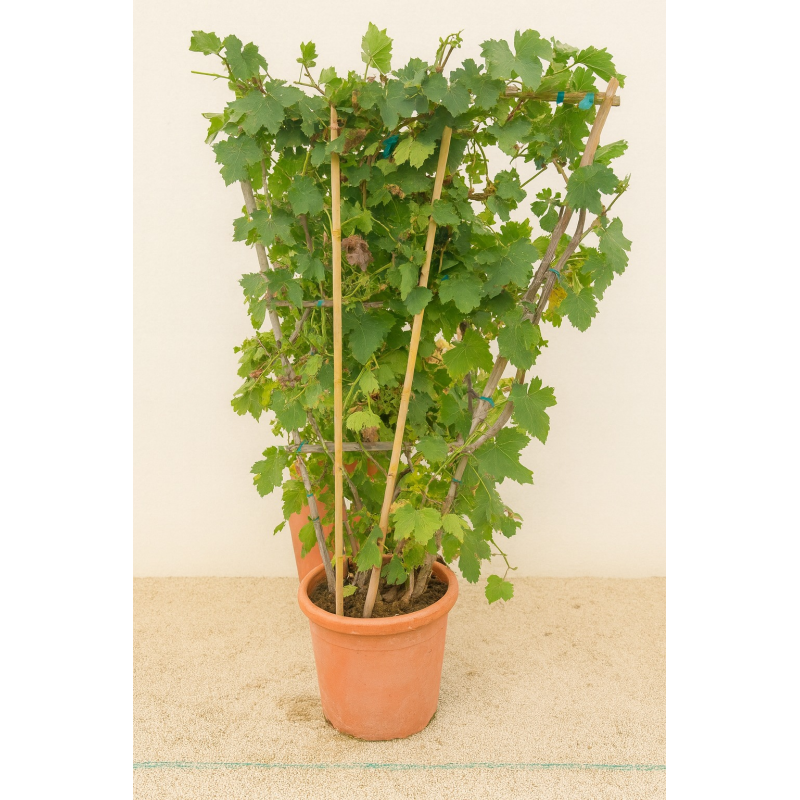 SUPERBES VIGNES MUSCAT NOIR PALISSES