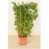 SUPERBES VIGNES MUSCAT NOIR PALISSES