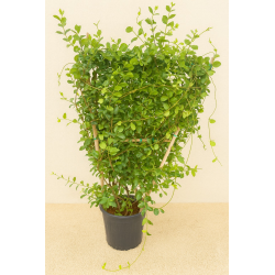 SUPERBES JASMINS PALISSES ( trachelospermum jasminoides)