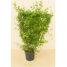 SUPERBES JASMINS PALISSES ( trachelospermum jasminoides)