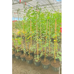 Superbes Erables de Montpellier - Acer monspessulanum,