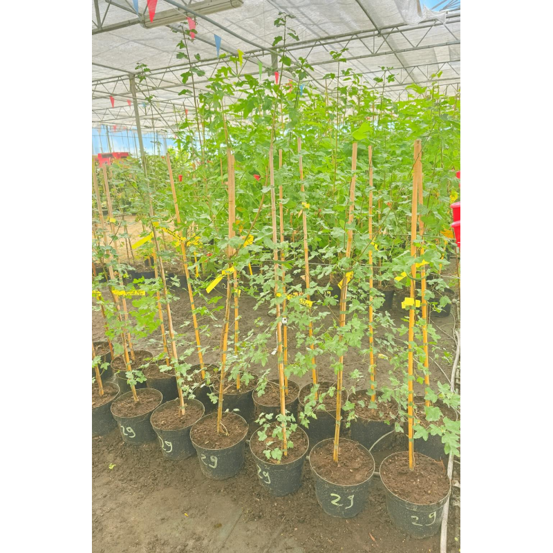 Superbes Erables de Montpellier - Acer monspessulanum,