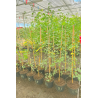 Superbes Erables de Montpellier - Acer monspessulanum,