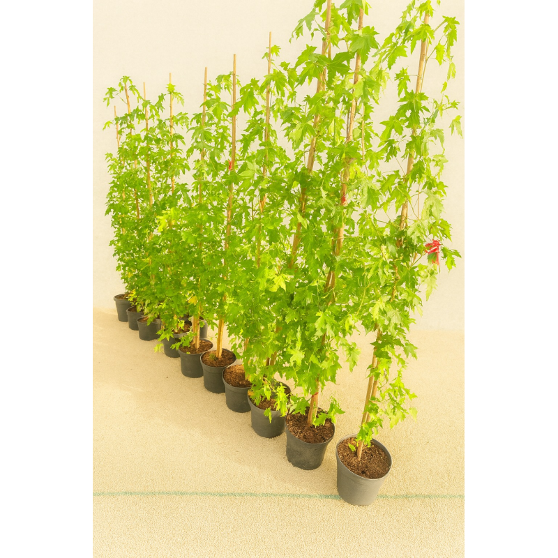 SUPERBES LIQUIDAMBAR STYRACIFLUA
