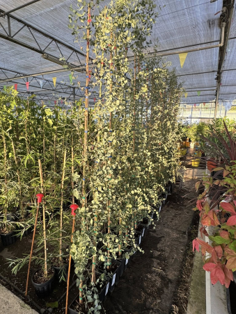 SUPERBES EUCALYPTUS GUNNI