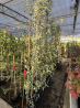 SUPERBES EUCALYPTUS GUNNI