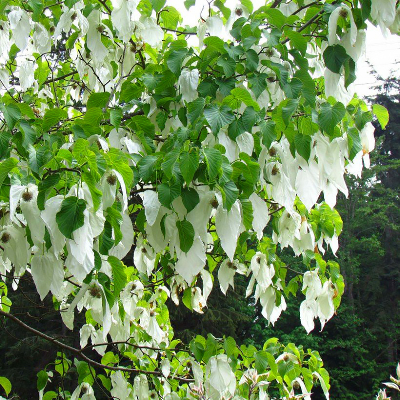 SUPERBES ET RARES ARBRES AUX MOUCHOIRS Davidia involucrata