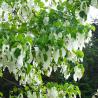 SUPERBES ET RARES ARBRES AUX MOUCHOIRS Davidia involucrata