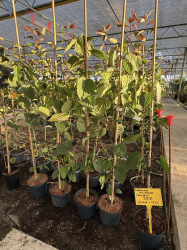 SUPERBES ET RARES ARBRES AUX MOUCHOIRS Davidia involucrata