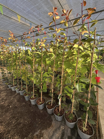 SUPERBES PHOTINIAS RED...