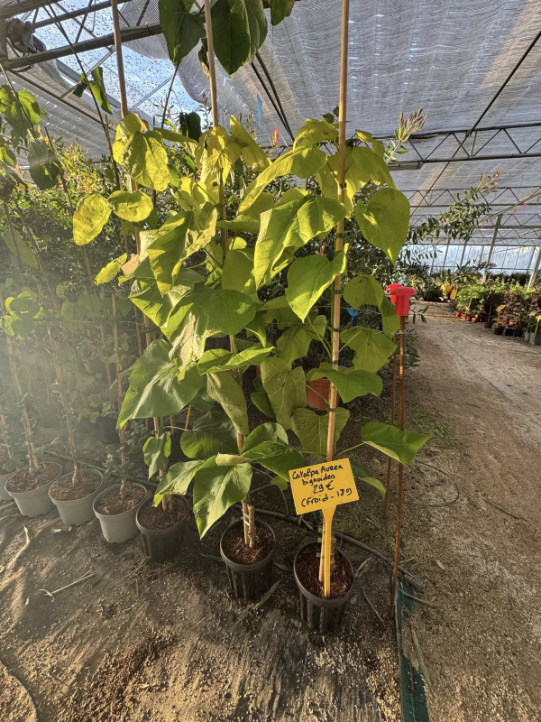SUPERBES CATALPA BIGNONIOIDES AUREA