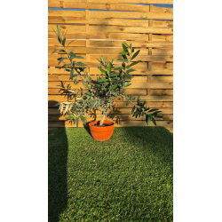 magnifiques Oliviers Bonzai en pot deco