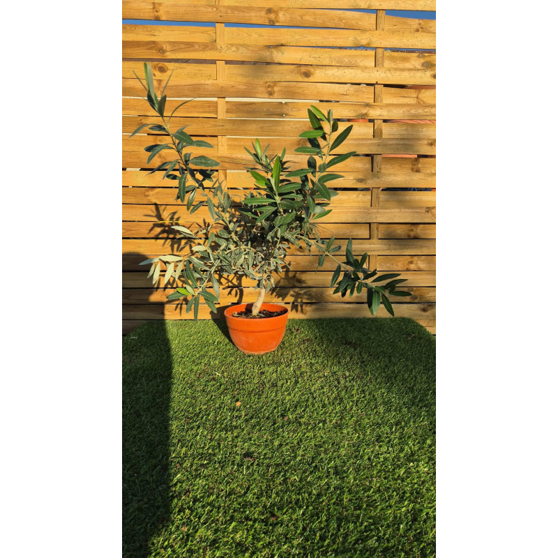 magnifiques Oliviers Bonzai en pot deco