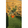 magnifiques Oliviers Bonzai en pot deco