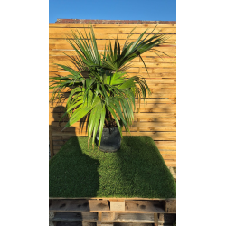 Superbes LIVISTONIA CHILENSIS