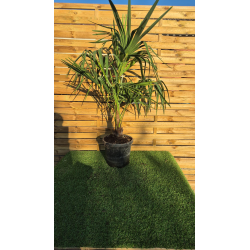 SUPERBES  PALMIERS TRACHYCARPUS FORTUNEI
