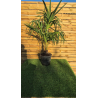 SUPERBES  PALMIERS TRACHYCARPUS FORTUNEI