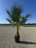 Superbes PALMIERS WASHINGTONIA ROBUSTA