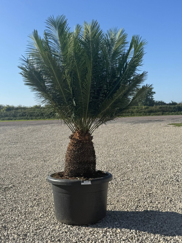 SUPERBES CYCA panzhihuaensis