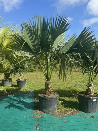 SUPERBES SABAL PALMETTO