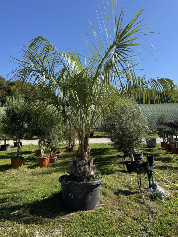 superbe PALMIER BUTIA CAPITATA M8
