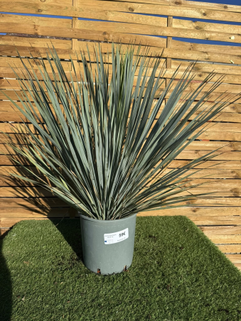 SUPERBES YUCCA ROSTRATA BLEU