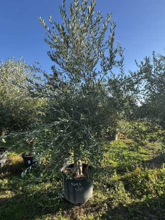 SUBLIME OLIVIER NATUREL SV25