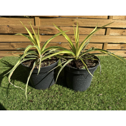SUBLIMES YUCCA FILAMENTOSA