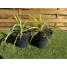 SUBLIMES YUCCA FILAMENTOSA