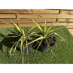 SUBLIMES YUCCA FILAMENTOSA