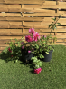SUBLIMES ROSIERS Urban Streetlight Rekord Pink Emely