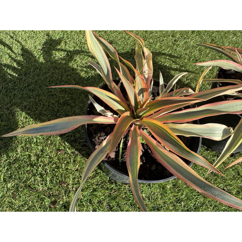 Superbes yucca citrus Twist