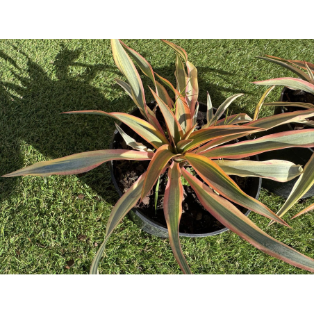 Superbes yucca citrus Twist