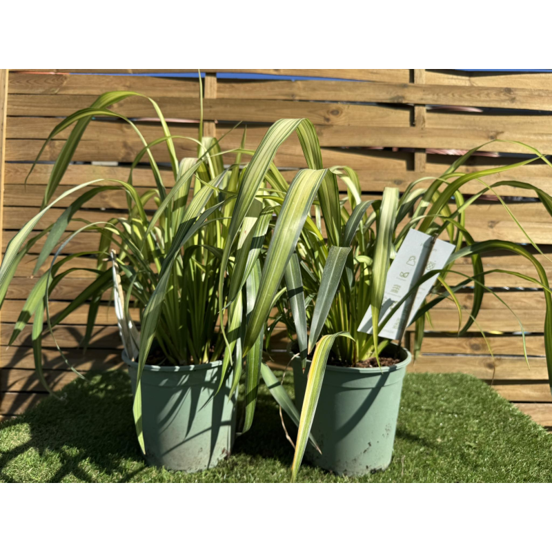 SUPERBES PHORMIUMS BICOLORE
