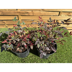 SUBLIMES NANDINA DOMESTICA obsessed