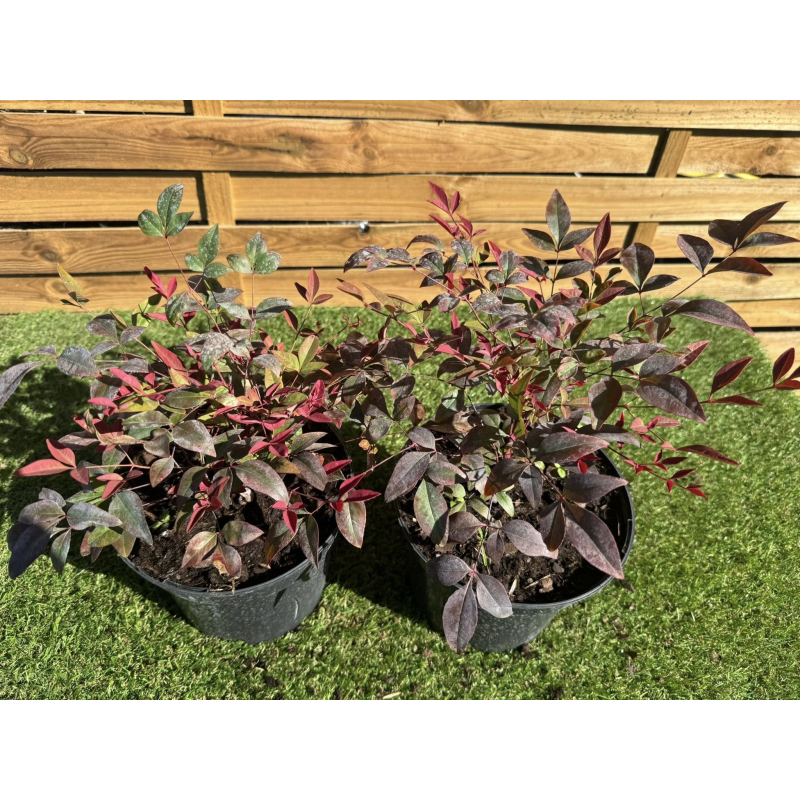 SUBLIMES NANDINA DOMESTICA obsessed