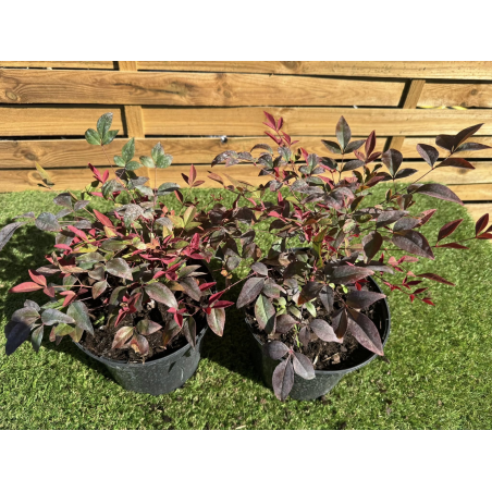 SUBLIMES NANDINA DOMESTICA...