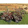 SUBLIMES NANDINA DOMESTICA obsessed