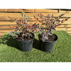 SUBLIMES NANDINA DOMESTICA obsessed