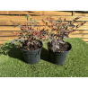 SUBLIMES NANDINA DOMESTICA obsessed